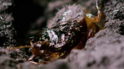 It can stay in this larval
form for up to four years, - Wales: Land of the Wild