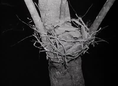 It certainly is odd. - The Blair Witch Project
