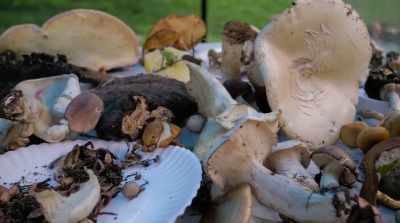 It changed the way
I saw everything. - Fantastic Fungi