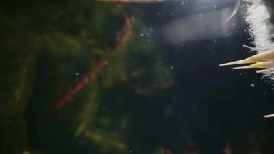 It clears space for itself - The Green Planet