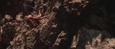It climbs to high ground, - Alien Worlds