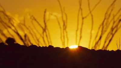 ..it closes up once more - The Green Planet