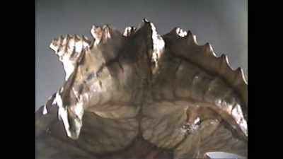 It was collapsing
under its own weight." - Pennywise: The Story of IT