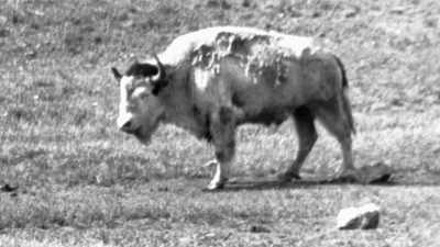 It was considered
"big medicine" - The American Buffalo