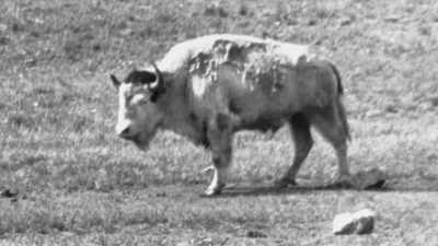 It was considered
"big medicine"-- - The American Buffalo