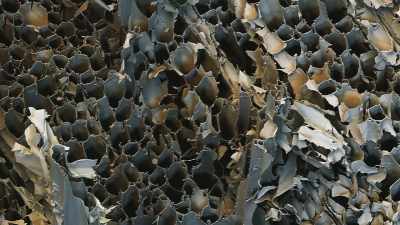 It contains more air than wood, - The Green Planet