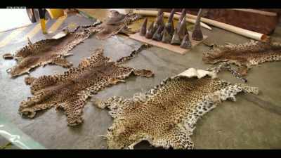 It could be a status symbol - Extinction: The Facts
