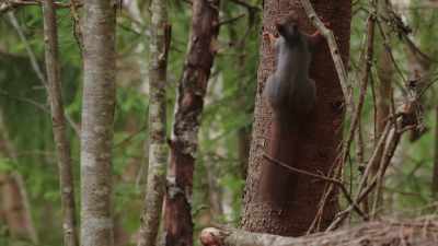 It could be in a hole in a tree
or against a trunk or branches, - Wild Nordic