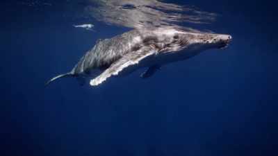 "It could be another ten years or more" - Secrets of the Whales