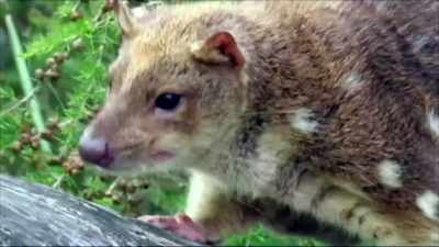 IT COULD POTENTIALLY BE
JUST A VERY SMALL INDIVIDUAL - Strange Evidence