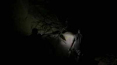It crawls around on rocks
and vegetation - Kings of Pain