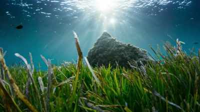 It creates stores of carbon
around its roots - The Green Planet