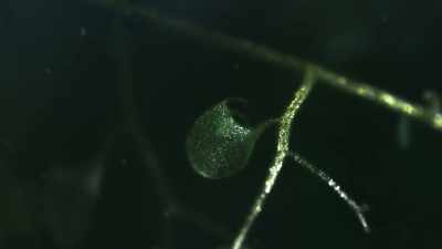It develops bladders - The Green Planet