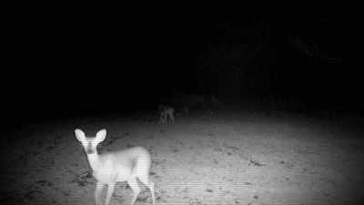 IT DIDN'T EXPLAIN THE ONE
PICTURE THAT LOOKED LIKE IT - Strange Evidence