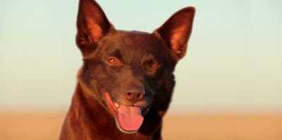 It didn't matter who you were - Koko: A Red Dog Story