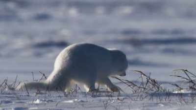 It doesn't always work
first time. - Frozen Planet II