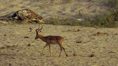 It doesn't matter
the species or the mammal, - The Woman Who Loves Giraffes