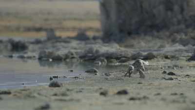 It doesn't take them long to work out
the best way to collect flies. - Prehistoric Planet