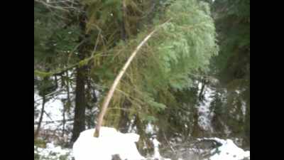 It was dragging
the deer right behind it - Feet of Death