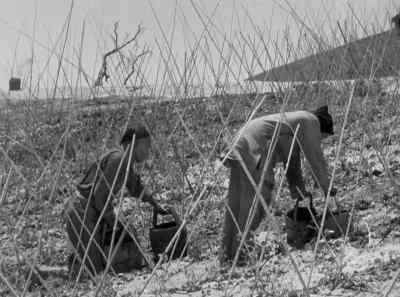 It dries even if we carry it! - The Good Earth