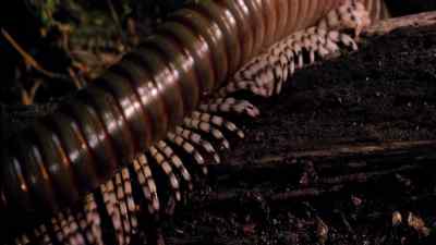 It eats decaying leaves and plants, - Micro Monsters with David Attenborough