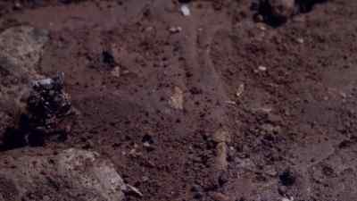 It enters this ant colony
unchallenged. - Micro Monsters with David Attenborough
