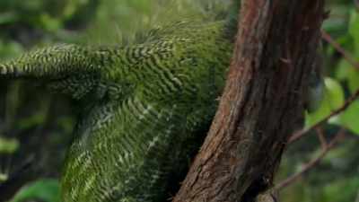 It evolved to climb
in the forest canopy, - Modern Dinosaurs