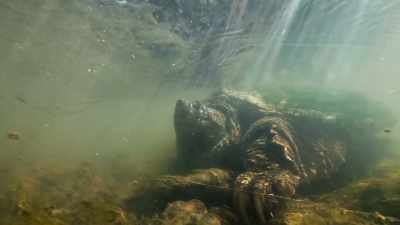 It evolved from turtles that had
no hard protective exterior. - Epic Yellowstone