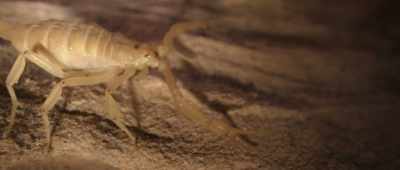 It has evolved, separately,
at least 30 times. - Alien Worlds