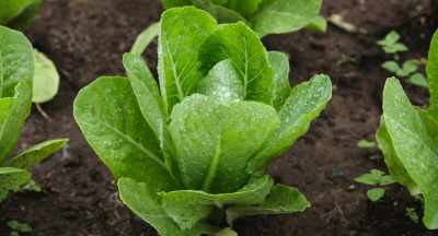 It exercises the soil - The Pollinators