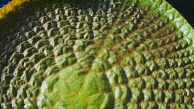 It expands by over
20 centimetres a day - The Green Planet