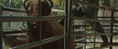 It exploded in his stomach.
He couldn't be saved. - The Zookeeper's Wife