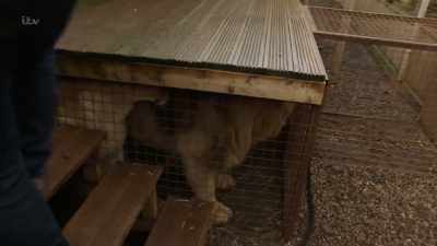 'It was feeding time
and I'd been asked to help. - Britain's Tiger Kings - On the Trail with Ross Kemp