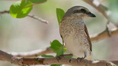 It has flown here from Africa
and hasn't fed for days. - Seven Worlds, One Planet