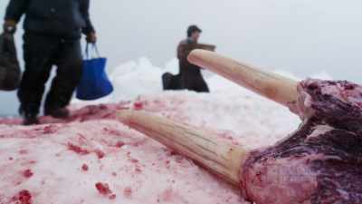 It gave itself up as food, - Life Below Zero: First Alaskans