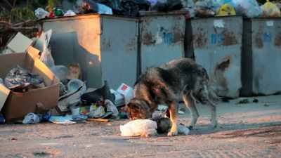 It gets pretty confusing
with dogs and cats, - Pet Fooled
