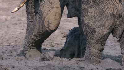It was getting weaker and weaker
and she didn't have a solution in short - In the Footsteps of Elephant