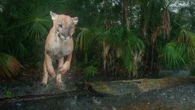 It gives me the energy to go on. - Path of the Panther