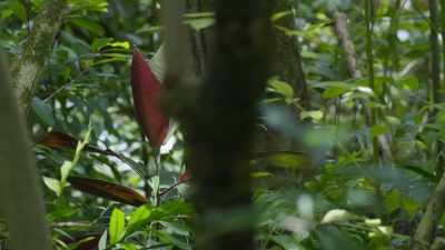 It grows taller than most
native Hawaiian vegetation, - The Green Planet