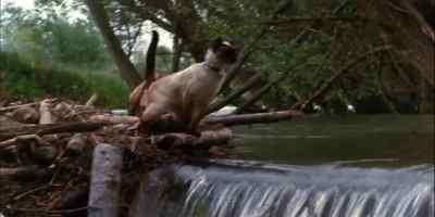 IT HAD A STICK
OR TWO MISSING, - The Incredible Journey