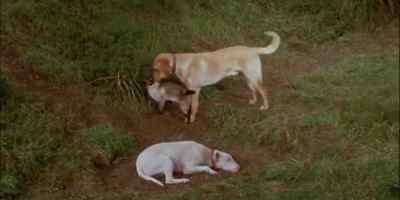 IT HAD BEEN
A NEAR THING FOR BODGER, - The Incredible Journey