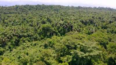 IT HAS ALWAYS BEEN SEEN
AS A PRISTINE WILDERNESS, - Lost Cities of the Amazon