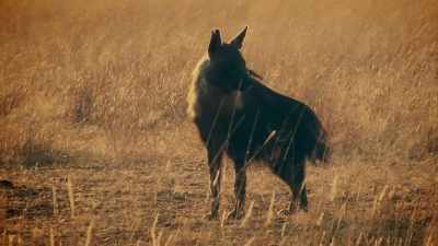 IT HAS DARK DOG-LIKE FUR
AND, CRUCIALLY, - Expedition Mungo
