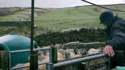 It has, and these sheep
are scanning, you know, - Our Yorkshire Farm