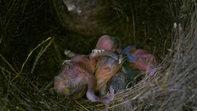 It hatched from an egg - Attenborough's Life in Colour