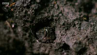 It hatched in this burrow - Wales: Land of the Wild