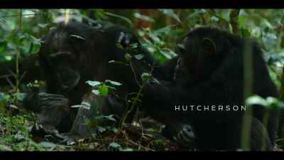 It helps that her son is the alpha. - Chimp Empire