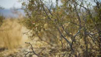 It is inactive for most of its life - The Green Planet