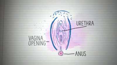 It includes the urethra, anus, - Naked Education