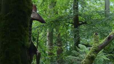 It is, in fact, a pterosaur,
a reptile with wings, - Prehistoric Planet